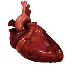 Ишемическая болезнь сердца