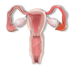 О гинекологии