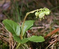 Трава Боровая матка