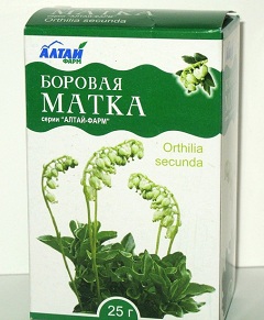 Боровая матка