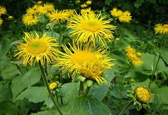 Девясил трава