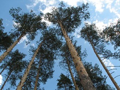 Сосна обыкновенная