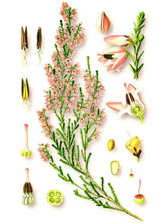 Ботаническая иллюстрация вереска обыкновенного