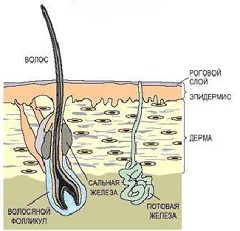 Сальные железы