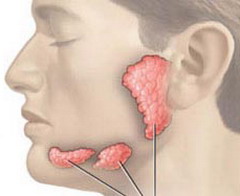 Слюнные железы человека