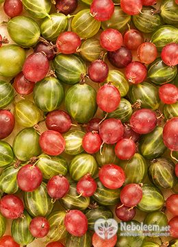 Калорийность крыжовника