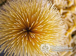 Калорийность макарон