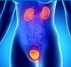 У здорового человека Никтурия может появиться, если часто употреблять кофеиносодержащие напитки в вечернее время У здорового человека Никтурия может появиться, если часто употреблять кофеиносодержащие напитки в вечернее время