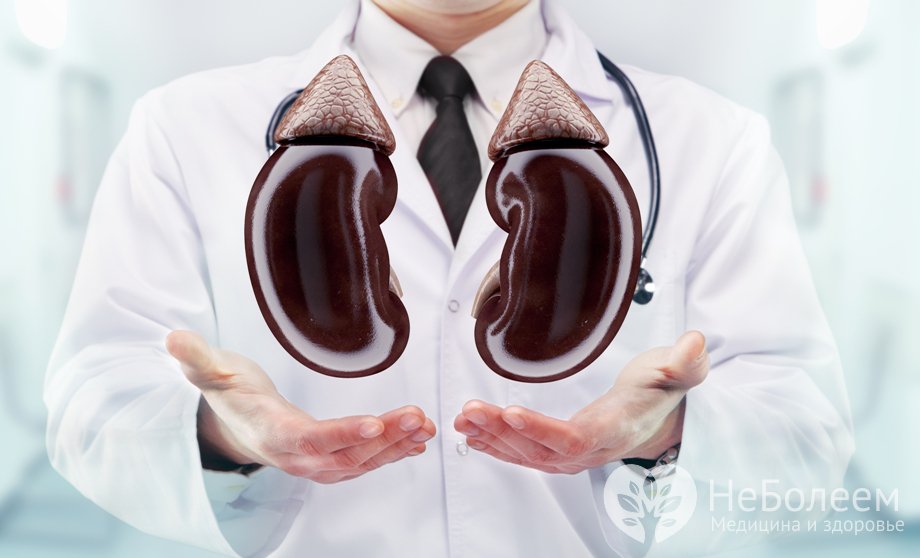 Нефролог – специалист, занимающийся диагностикой, профилактикой и лечением заболеваний почек