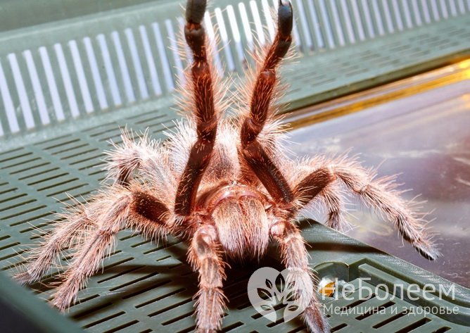 Токсин чилийского розового птицееда