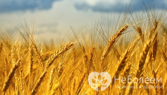 Алкалоид спорыньи