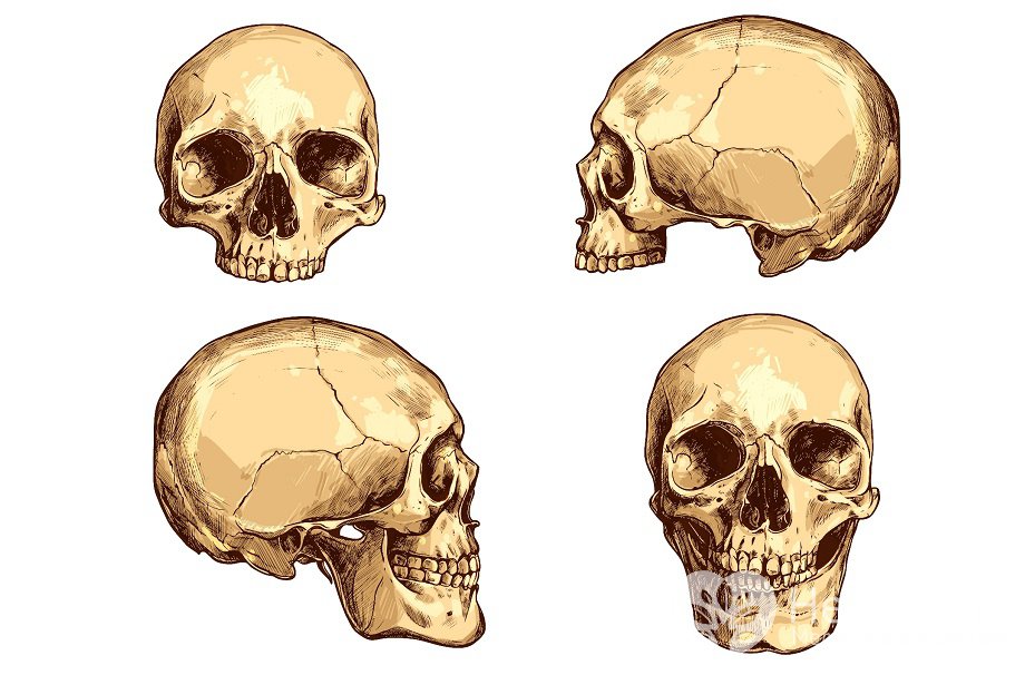 Строение черепа человека