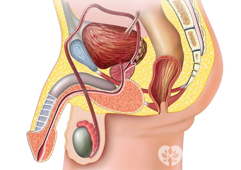 Строение яичек