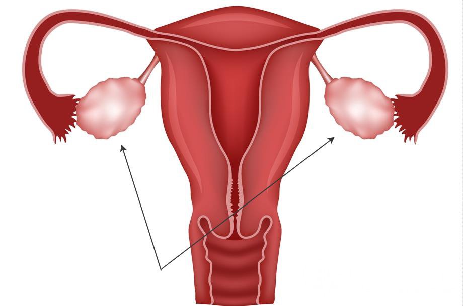 Строение яичников