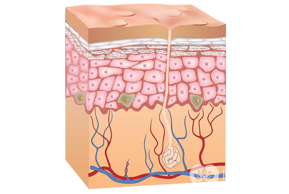 Кожа: строение, функции, заболевания