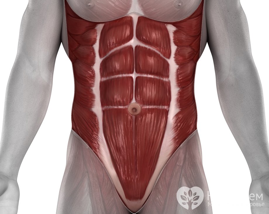 Мышцы живота