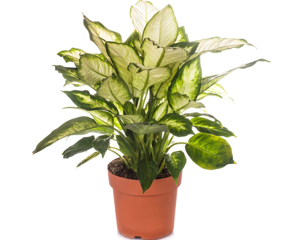 Первая помощь при ожоге диффенбахией