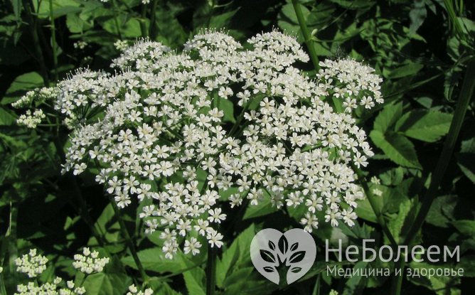 Сныть – съедобная весенняя трава