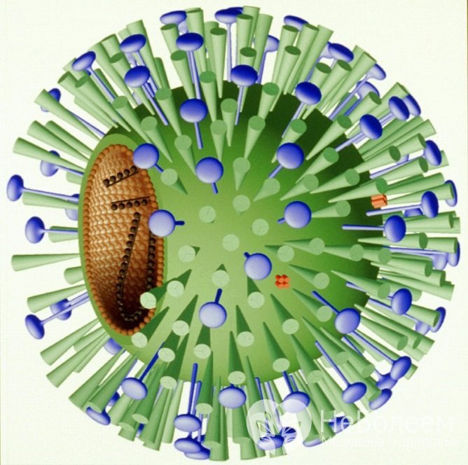 Один из частых возбудителей болезни – вирус гриппа