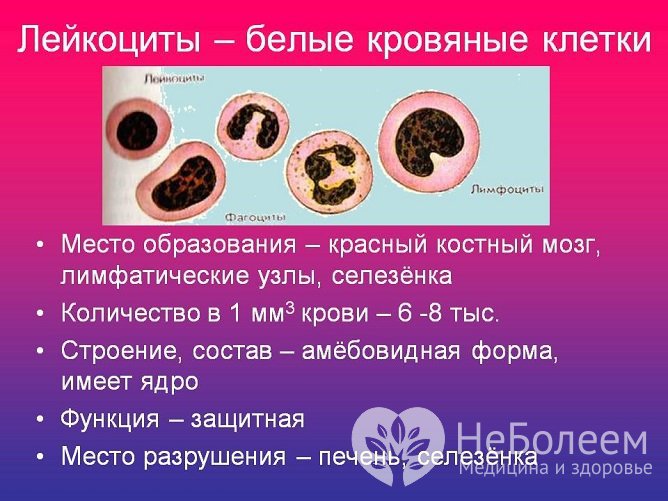 Анализ крови на WBC – одно из базовых исследований, применяющихся в ходе диагностики многих заболеваний