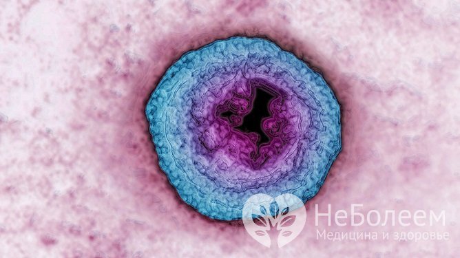 Варицеллавирус проникает в организм через слизистую оболочку носоглотки